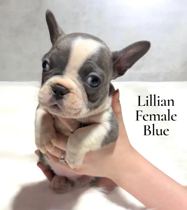 FRENCHTON PUPPIES FOR SALE in Dogs & Puppies for Rehoming in Calgary - Image 3