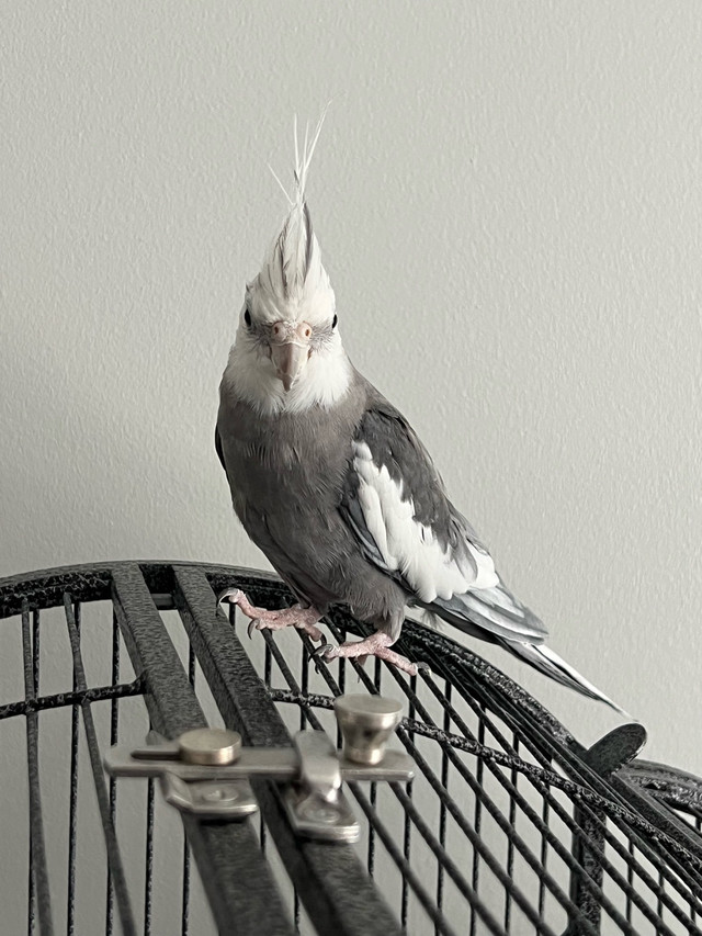 cockatiel couple dans Oiseaux à adopter  à Ville de Montréal - Image 2