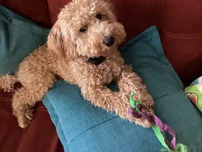I have an 8 month old apricot male poodle for sale. Hypoallergenic, no shedding. Has his shots. He i...