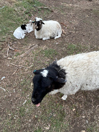 Dorper sheep ewe, ram, lambs 