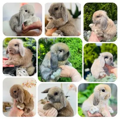 Lapin  nain bélier hollandais mâle et femelle ❤️❤️, View more
