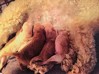 BEAUTIFUL APRICOT Toy Miniature POODLE Puppies Upcoming Litter, View more