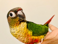 Beautiful Handfed Baby Conures