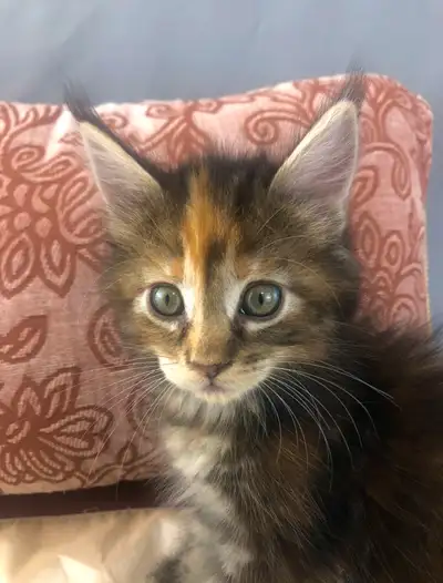 Tufted Calico Maine Coon Beauty, View more