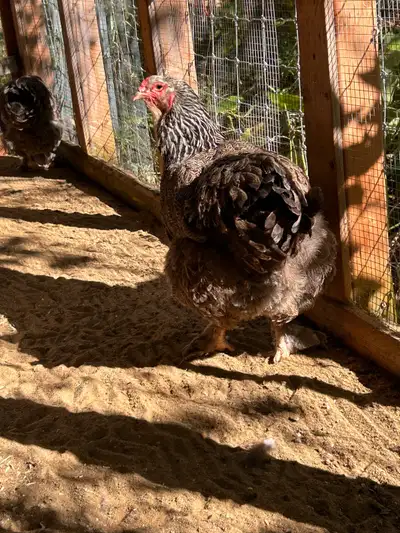 Œufs fécondés de brahma et de soyeux , View more