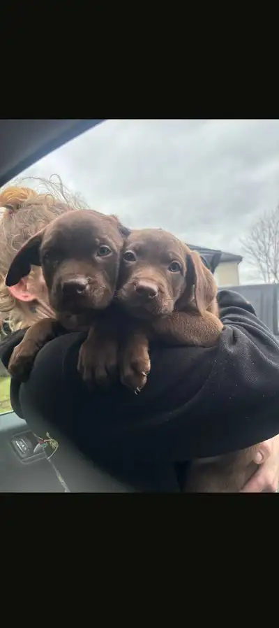Doberman, Chocolate Lab Mixed Puppies, View more