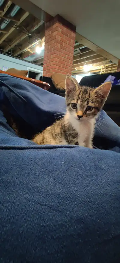 Kitten, View more