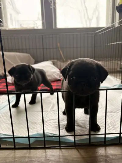 Chiot Carlin/ pugs, nego, View more