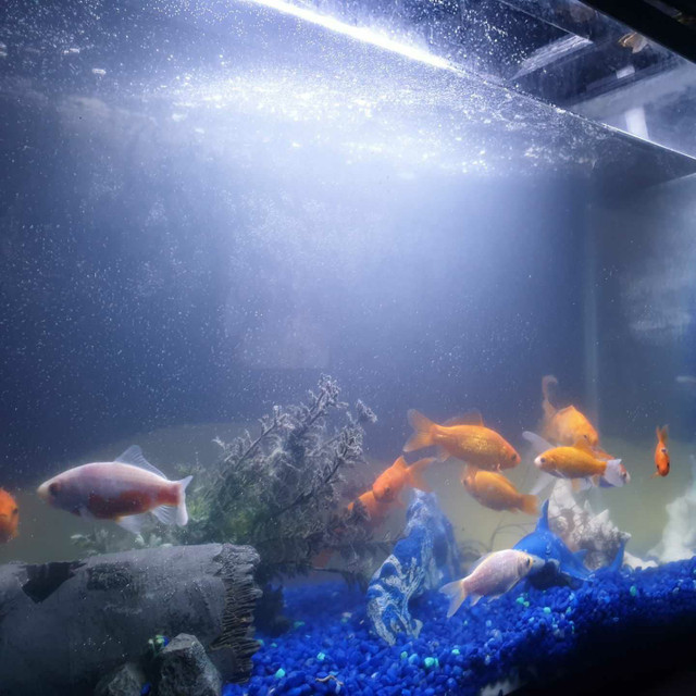 Gold fish for sale in Fish for Rehoming in Oshawa / Durham Region
