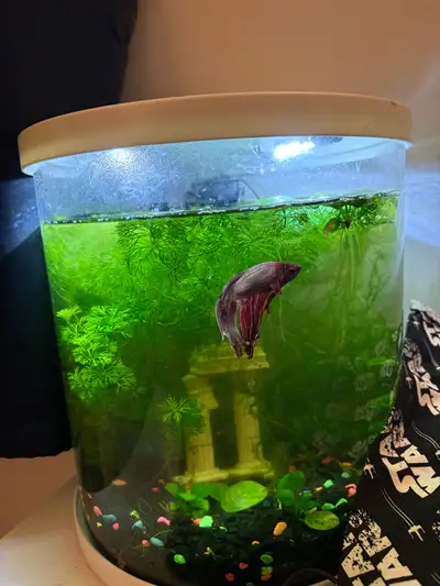 Fish tank with live plants and fish, View more