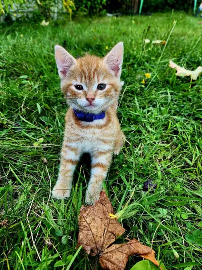 Chaton roux, View more