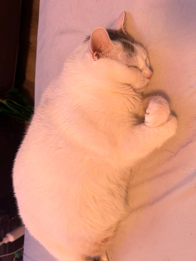 Chubby cat in Cats & Kittens for Rehoming in City of Toronto - Image 2