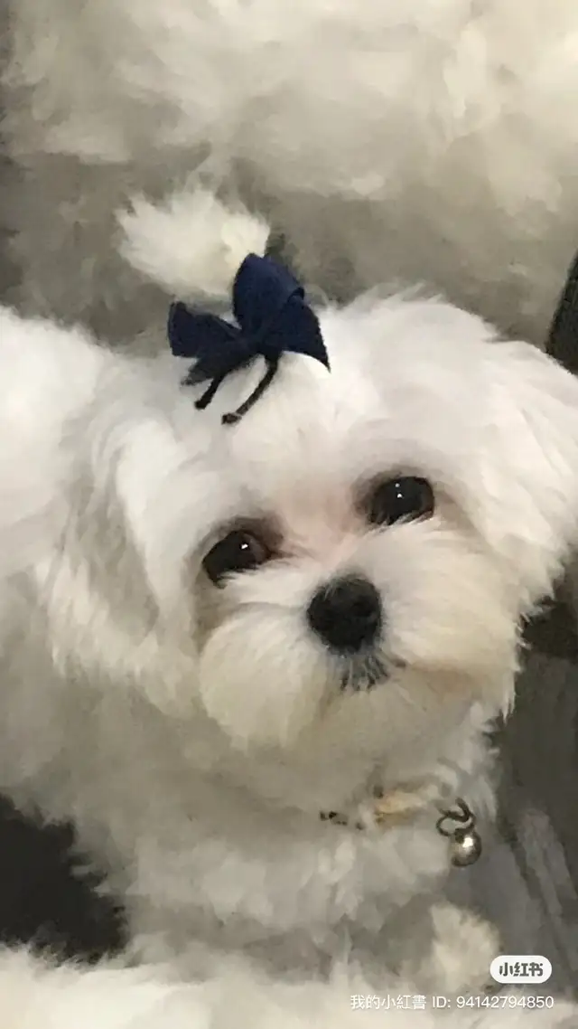 Korean Bloodline Maltese toy size pure white puppies in Dogs & Puppies for Rehoming in Markham / York Region - Image 11