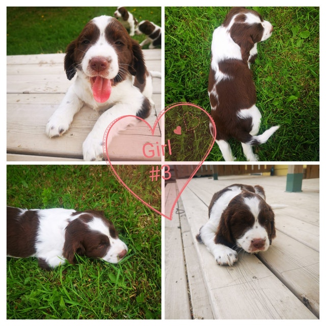 ENGLISH SPRINGER SPANIEL Dogs & Puppies for Rehoming Winnipeg Kijiji