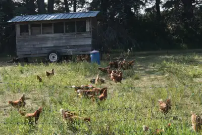 Pasture Raised Chickens & Farm Fresh Eggs – Foam Lake Area, View more