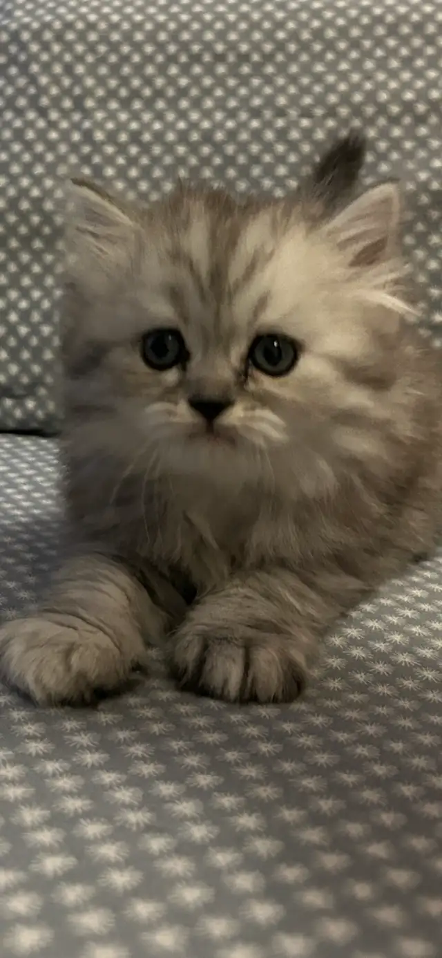 Chaton persans chinchilla à vendre !!! in Cats & Kittens for Rehoming in Laval / North Shore - Image 11