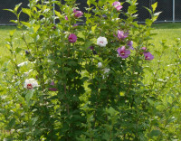 Potted Rose of Sharon Shrubs Trees
