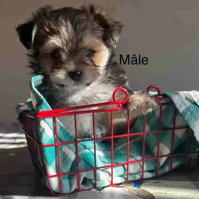 YORKIEPOO, View more