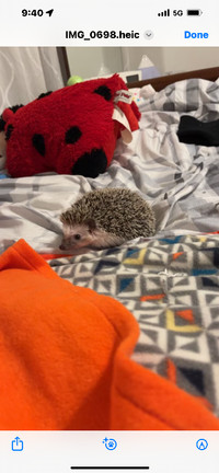 1 year old Hedgie