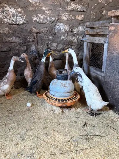 Indian Runner Duck Hatching Eggs , View more