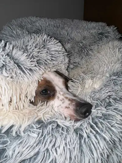 GORGEOUS Mini LONG DACHSHUNDS various prices, View more