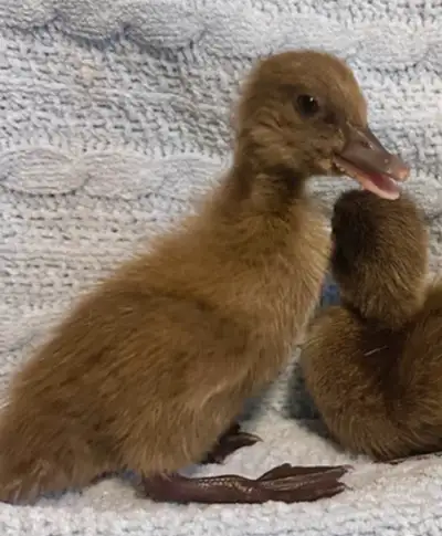Pure Khaki Campbell ducklings female & straight run , View more