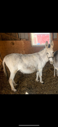 Female  Donkey 