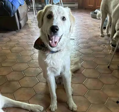 Great Pyrenees maremma, View more