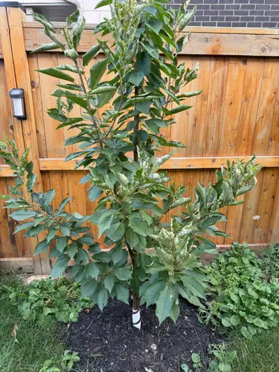 6 foot bing cherry tree & black tartarian, View more