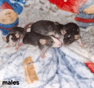 Four baby dumbo fancy rats, all males, View more