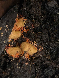 Orange Springtails