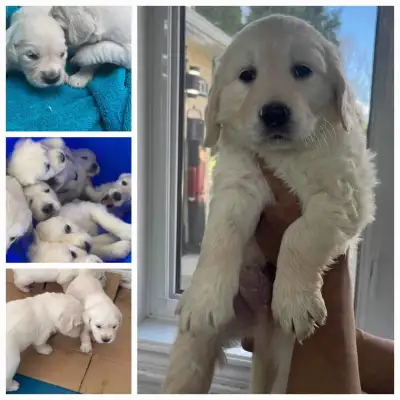 Chiots Golden Retriever blancs, View more