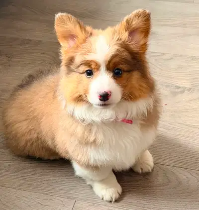 Welsh Corgi Pembroke Pure Race, View more