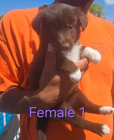 Ready Now - Border Collie Puppies, View more