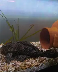 Pleco for sale. Approx. 8-10in long, and 6-7 yrs old.