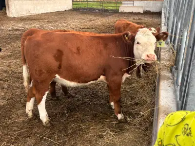calves for sale , View more