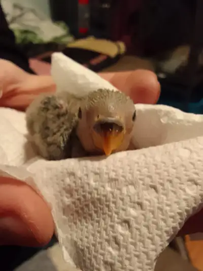 Baby peach faced love birds, View more