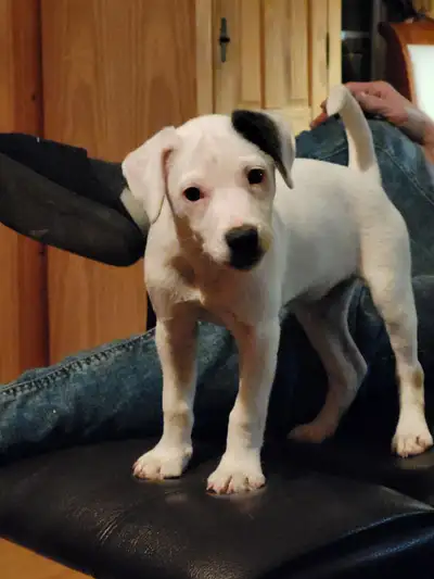 Chiot male jack russell né le 28 décembre. Jack a poils courts doux, 14" de haut et 20 livres a matu...