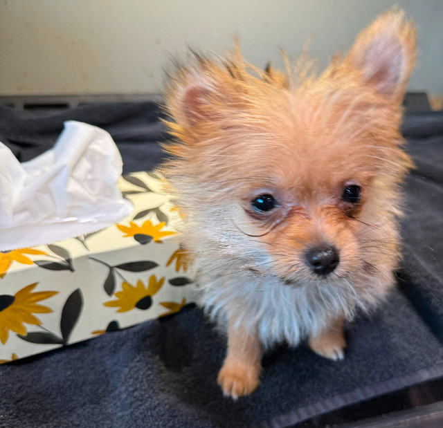 REDUCE : Super Tiny Yorkie/pom Puppy in Dogs & Puppies for Rehoming in Calgary - Image 3