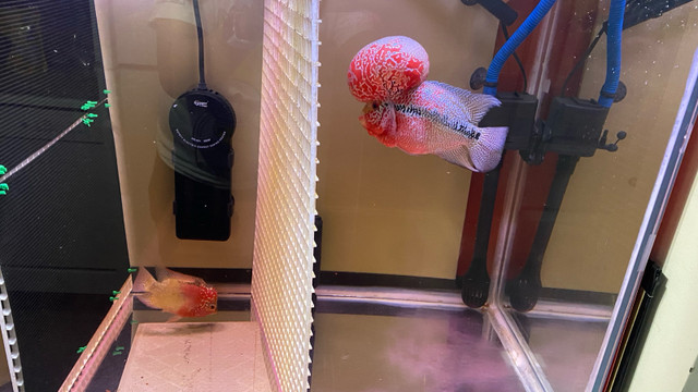 Flowerhorn Golden Base female egg layer.  in Fish for Rehoming in Delta/Surrey/Langley - Image 2