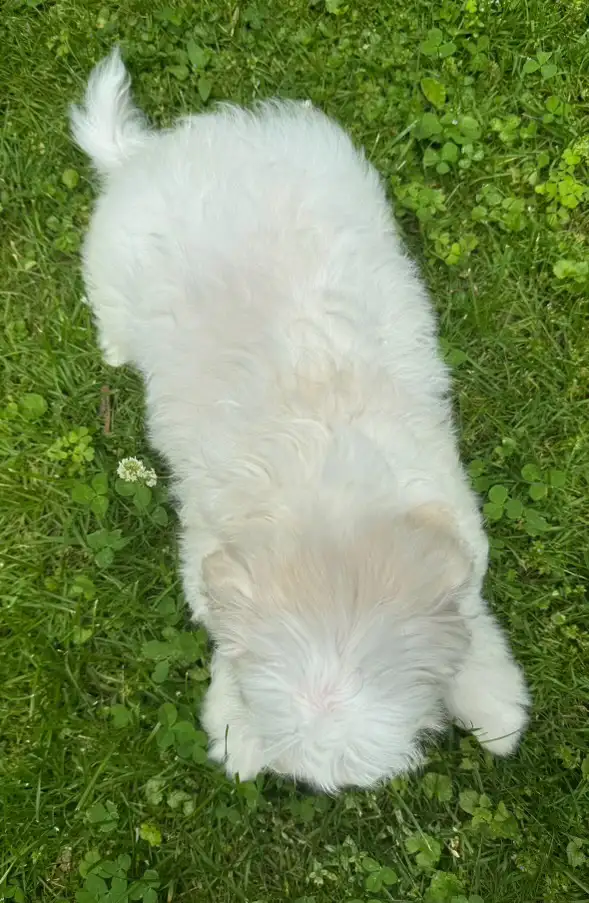 Beautiful Shih-Tzu x Poodle Puppies -1 Female Left ! in Dogs & Puppies for Rehoming in Mississauga / Peel Region - Image 4