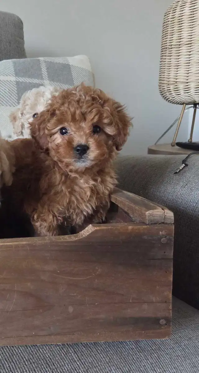 Adorable mini Cockapoo puppies | Dogs & Puppies for Rehoming | London ...