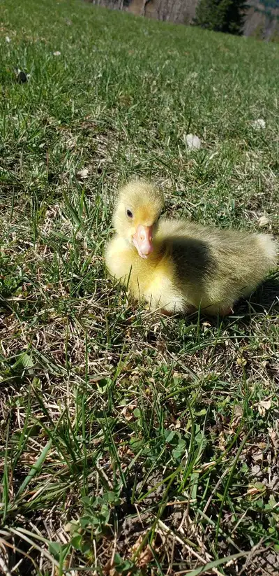 Purebred Embden Goslings, View more