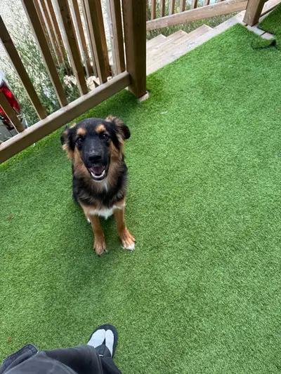 German Shepard/Bully Mix- Looking for Forever homes., View more