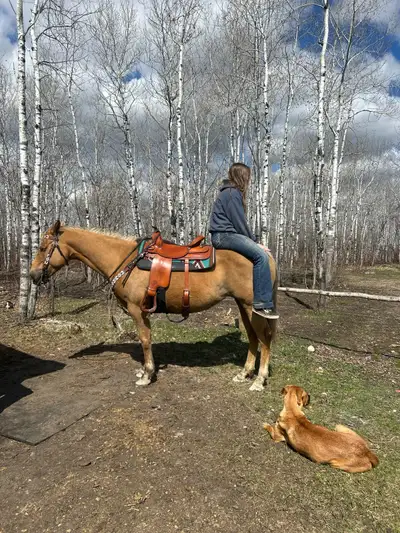Harlow is a 6 yr old quarter horse mare Pros - leads - loads - ties - picks to all 4 feet ( stands f...