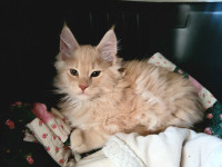 Purebred Maine Coon Kitten for sale! 