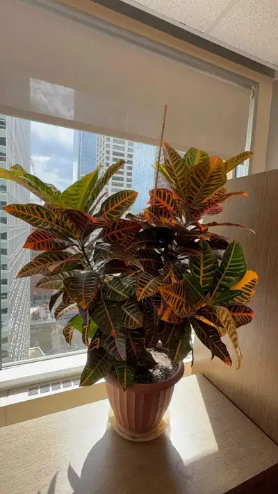 Multicolor Croton plant, View more