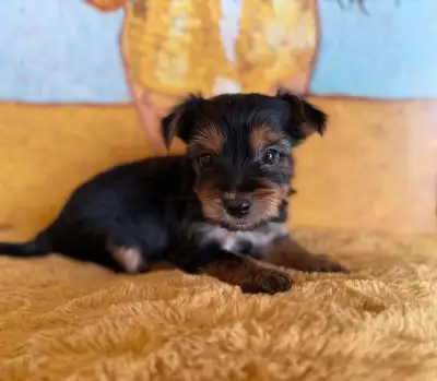 Yorkshire Terrier Puppies, View more
