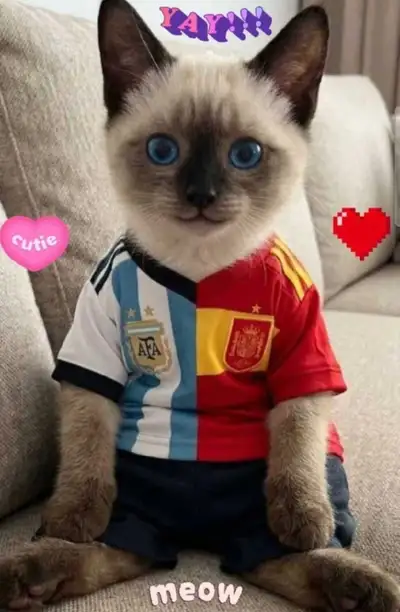 ✨️Sublimes Chatons Siamois✨️Beautiful Siamese Kittens✨️, View more