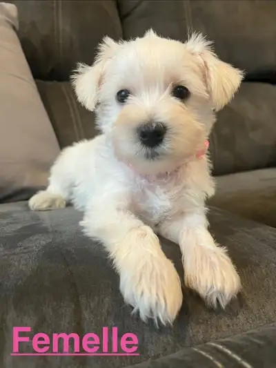 Schnauzer nain/miniature, View more